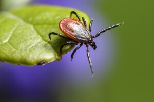 Was tun gegen Zecken im Garten Die Top 10 Tricks!