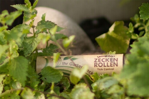 Was tun gegen Zecken im Garten Die Top 10 Tricks!